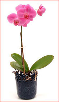  zmir Foa iekiler  Phalaenopsis Orchid Plant