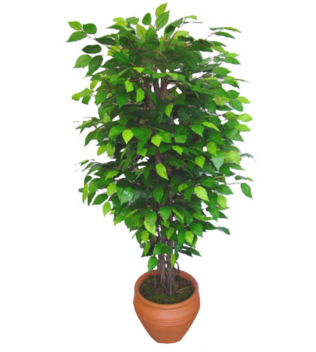 Ficus Benjamin 1,50 cm   zmir Balova hediye iek yolla 