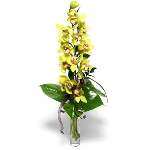  zmir Urla anneler gn iek yolla  1 dal orkide iegi - cam vazo ierisinde -