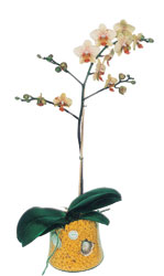  zmir Urla iek gnderme  Phalaenopsis Orkide ithal kalite
