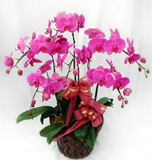6 Dall mor orkide iei  zmir Balova hediye iek yolla 