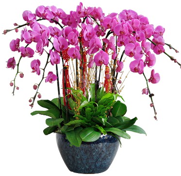 9 dall mor orkide  zmir Aliaa ucuz iek gnder 