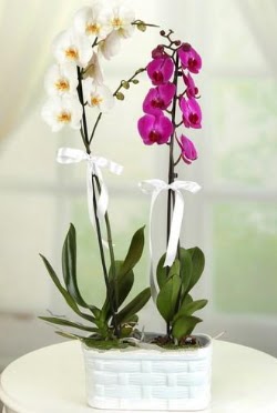 1 mor 1 dal beyaz thal orkide sepet ierisinde  zmir Foa iekiler 
