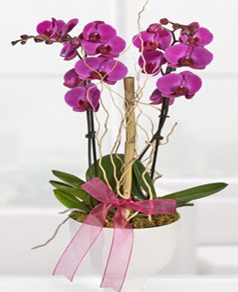 2 dall nmor orkide  zmir Balova hediye iek yolla 