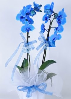 2 dall mavi orkide  zmir Karyaka iek yolla , iek gnder , ieki  