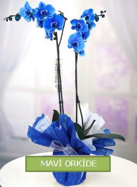 2 dall mavi orkide  zmir Karyaka nternetten iek siparii 