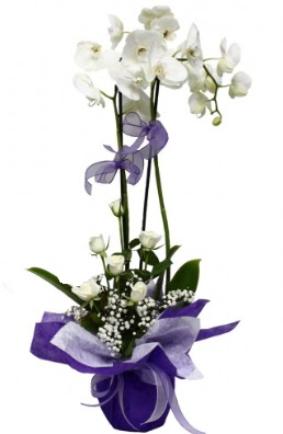 2 dall beyaz orkide 5 adet beyaz gl  zmir Bornova yurtii ve yurtd iek siparii 