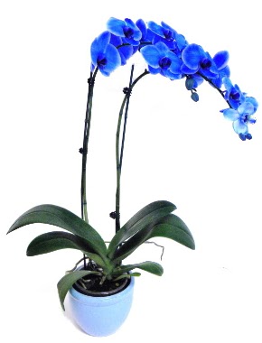 Seramikli 2 dall sper esiz mavi orkide  zmir Dikili internetten iek sat 