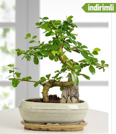 S eklinde ithal gerek bonsai japon aac  zmir Karyaka iek yolla , iek gnder , ieki  