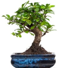 5 yanda japon aac bonsai bitkisi  zmir eme iek servisi , ieki adresleri 