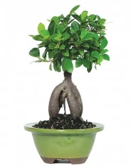 5 yanda japon aac bonsai bitkisi  zmir Bayndr ieki telefonlar 