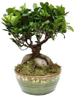 Japon aac bonsai saks bitkisi  zmir Tire uluslararas iek gnderme 