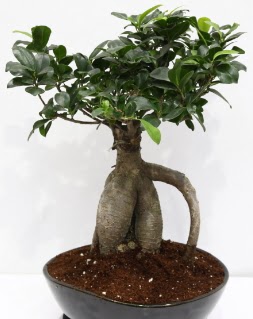 Japon aac bonsai saks bitkisi  zmir Urla anneler gn iek yolla 