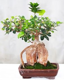 Japon aac bonsai saks bitkisi  zmir Bornova kaliteli taze ve ucuz iekler 