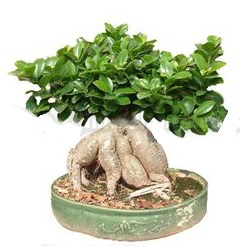 Japon aac bonsai saks bitkisi  zmir Kemalpaa hediye sevgilime hediye iek 