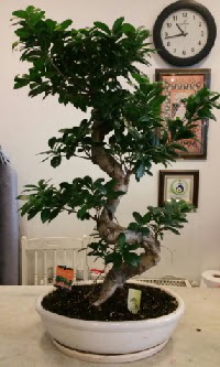 100 cm yksekliinde dev bonsai japon aac  zmir Tire uluslararas iek gnderme 