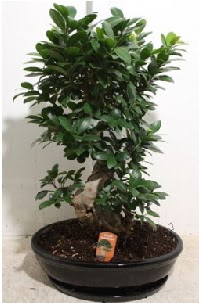 75 CM Ginseng bonsai Japon aac  zmir Bayrakl gvenli kaliteli hzl iek 