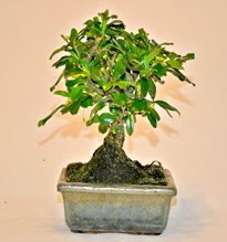 Zelco bonsai saks bitkisi  zmir Dikili internetten iek sat 