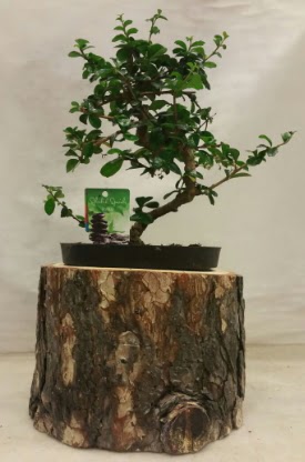 Doal ktk iinde bonsai japon aac  zmir Tire uluslararas iek gnderme 