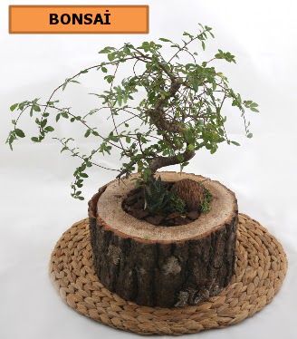 Doal aa ktk ierisinde bonsai bitkisi  zmir Torbal 14 ubat sevgililer gn iek 