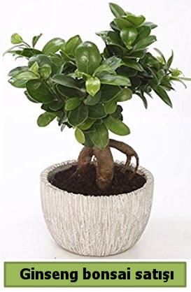 Ginseng bonsai japon aac sat  zmir Knk iek online iek siparii 