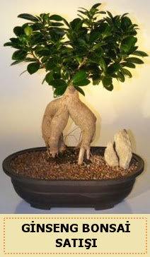 thal Ginseng bonsai sat japon aac  zmir Konak online ieki , iek siparii 