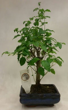 Minyatr bonsai japon aac sat  zmir Knk iek online iek siparii 