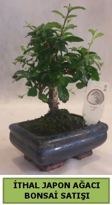 thal japon aac bonsai bitkisi sat  zmir Knk iek online iek siparii 