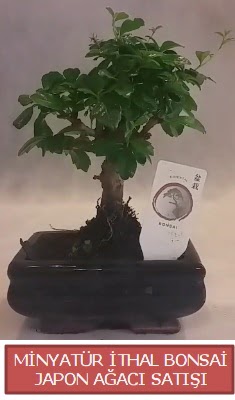 Kk grsel bonsai japon aac bitkisi  zmir Dikili iek maazas , ieki adresleri 