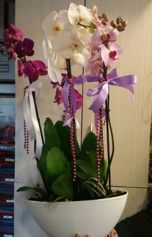 Mor ve beyaz ve pembe 6 dall orkide  zmir Bornova kaliteli taze ve ucuz iekler 