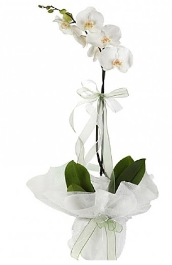Tekli Beyaz Orkide  zmir Bayrakl gvenli kaliteli hzl iek 