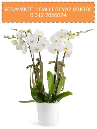 Seramikte 4 dall beyaz orkide  zmir Karyaka nternetten iek siparii 