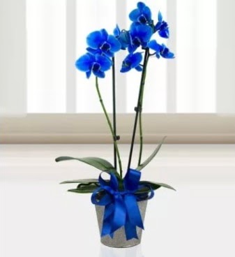 ift dall mavi orkide  zmir eme iek servisi , ieki adresleri 