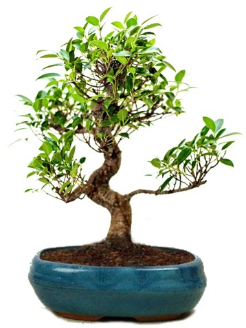 25 cm ile 30 cm aralnda Ficus S bonsai  zmir Torbal 14 ubat sevgililer gn iek 