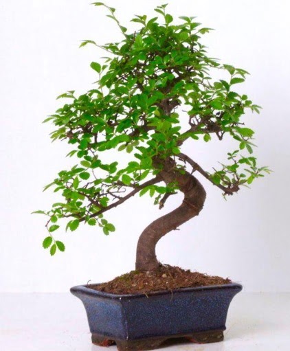 S gvdeli bonsai minyatr aa japon aac  zmir Torbal 14 ubat sevgililer gn iek 