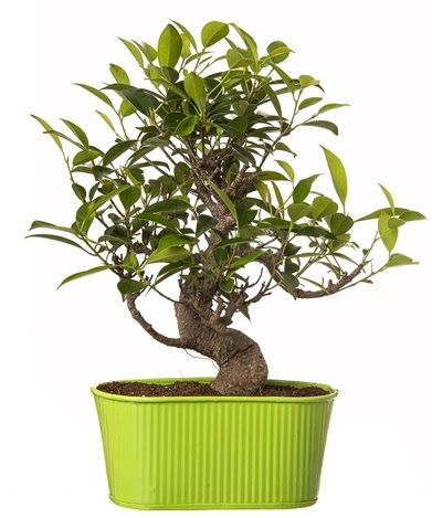 Ficus S gvdeli muhteem bonsai  zmir Konak online ieki , iek siparii 