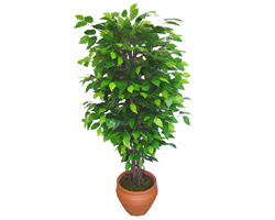 Ficus Benjamin 1,50 cm   zmir Balova hediye iek yolla 