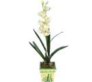 zel Yapay Orkide Beyaz   zmir Seferihisar cicek , cicekci 