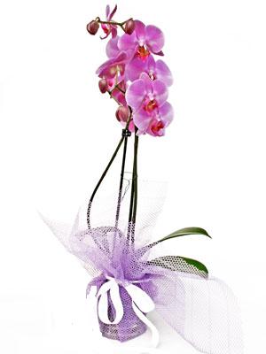  zmir Balova hediye iek yolla  Kaliteli ithal saksida orkide