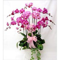  zmir Bornova iek sat  3 adet saksi orkide  - ithal cins -