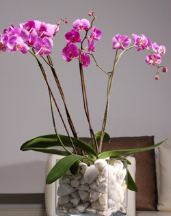  zmir Konak online ieki , iek siparii  2 dal orkide cam yada mika vazo ierisinde