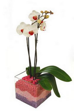  zmir Konak iek , ieki , iekilik  tek dal cam yada mika vazo ierisinde orkide
