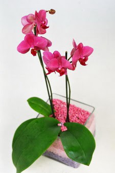  zmir Bornova yurtii ve yurtd iek siparii  tek dal cam yada mika vazo ierisinde orkide