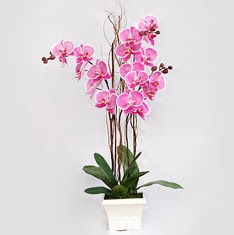  zmir Bornova iek sat  2 adet orkide - 2 dal orkide