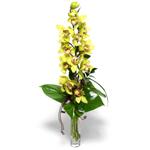  zmir Tire uluslararas iek gnderme  cam vazo ierisinde tek dal canli orkide