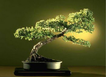 ithal bonsai saksi iegi  zmir Bornova yurtii ve yurtd iek siparii 