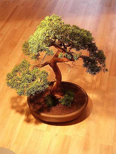ithal bonsai saksi iegi  zmir Foa iekiler 