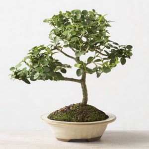 ithal bonsai saksi iegi  zmir Beyda iek siparii sitesi 