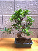 ithal bonsai saksi iegi  zmir Bergama ieki maazas 