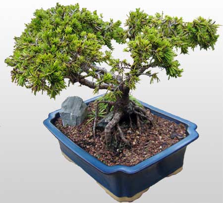 ithal bonsai saksi iegi  zmir Bornova yurtii ve yurtd iek siparii 